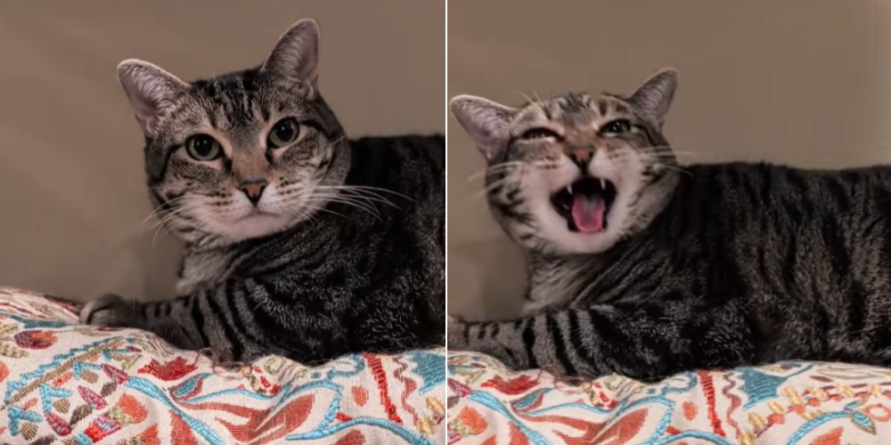 This Tabby Cat’s Soft “Biscuit Squeak” Is Melting Hearts Online