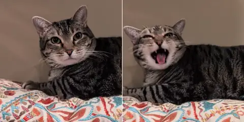 This Tabby Cat’s Soft “Biscuit Squeak” Is Melting Hearts Online