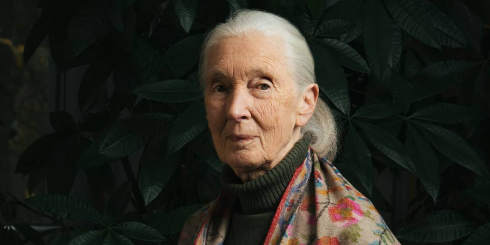 5 Habits That Helped Jane Goodall Stay ‘Fit as a Fiddle’ for Over 90 Years